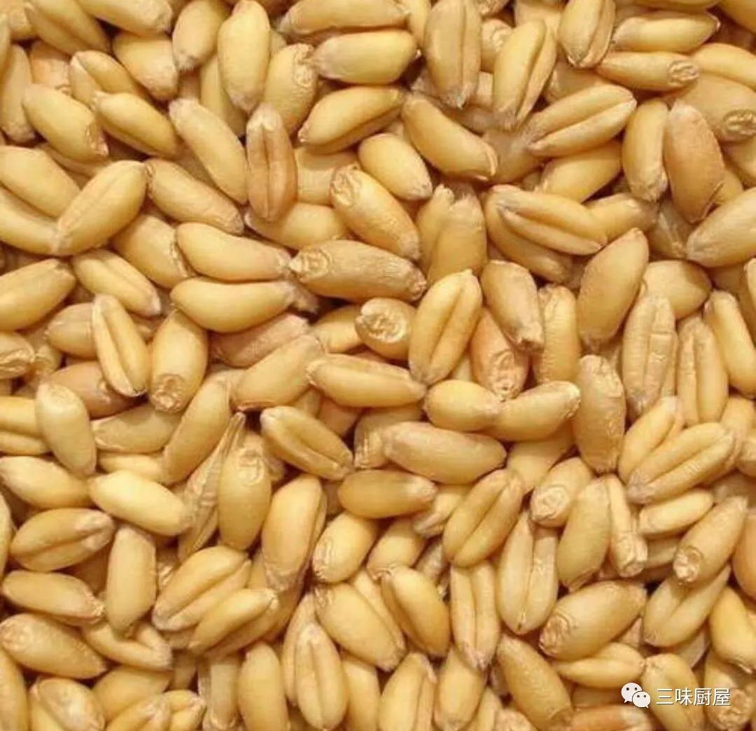 山东小麦粉_籽粒