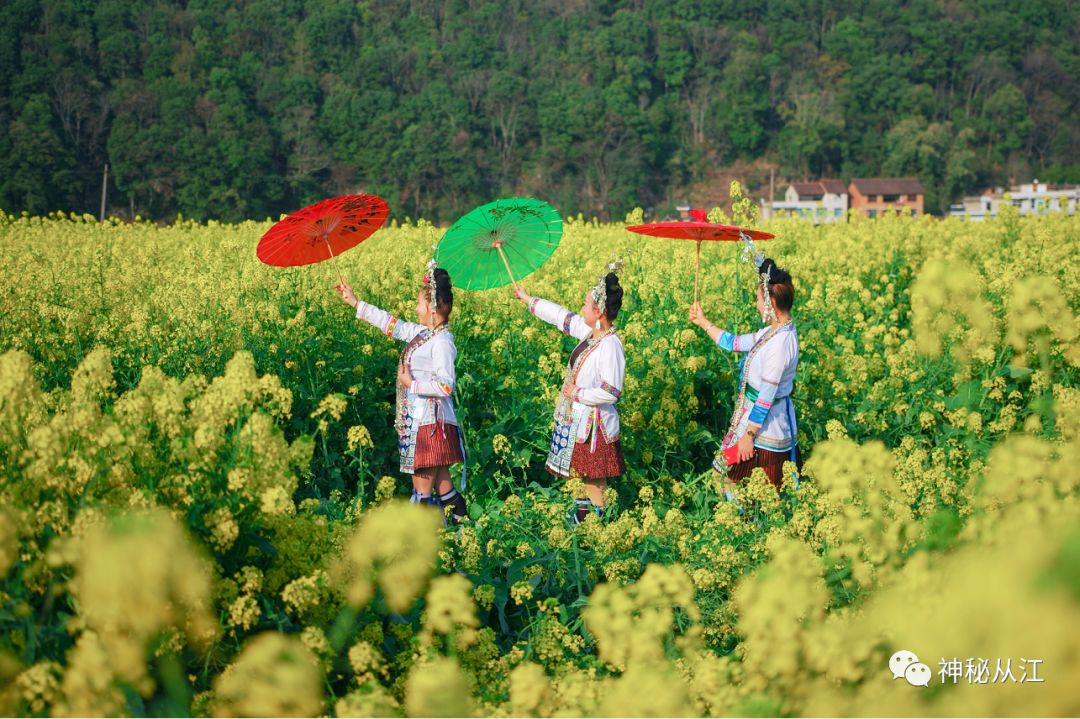 黔東南各地油菜花已開放真是驚豔了這個春天