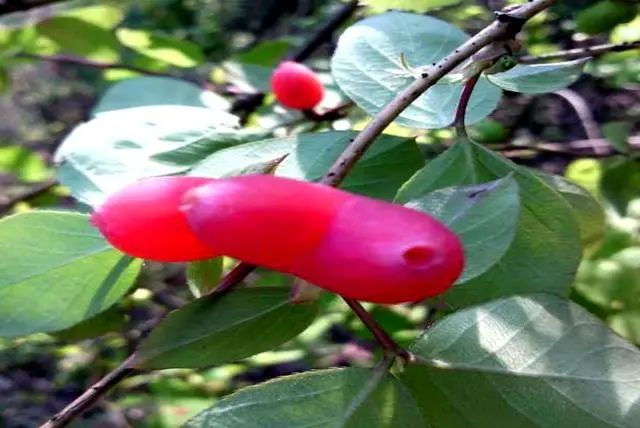 羊奶頭八月炸扒扒農村這些野果野菜我要回燕子山