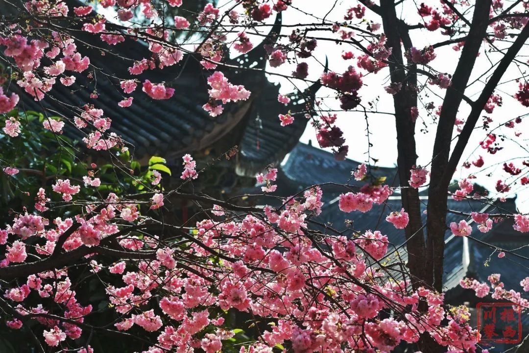 櫻花漫古剎西昌瀘山花映春