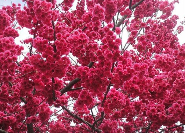 华彩三农台湾牡丹樱名优彩叶科普