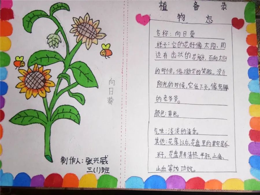植物记录卡怎么写作业图片