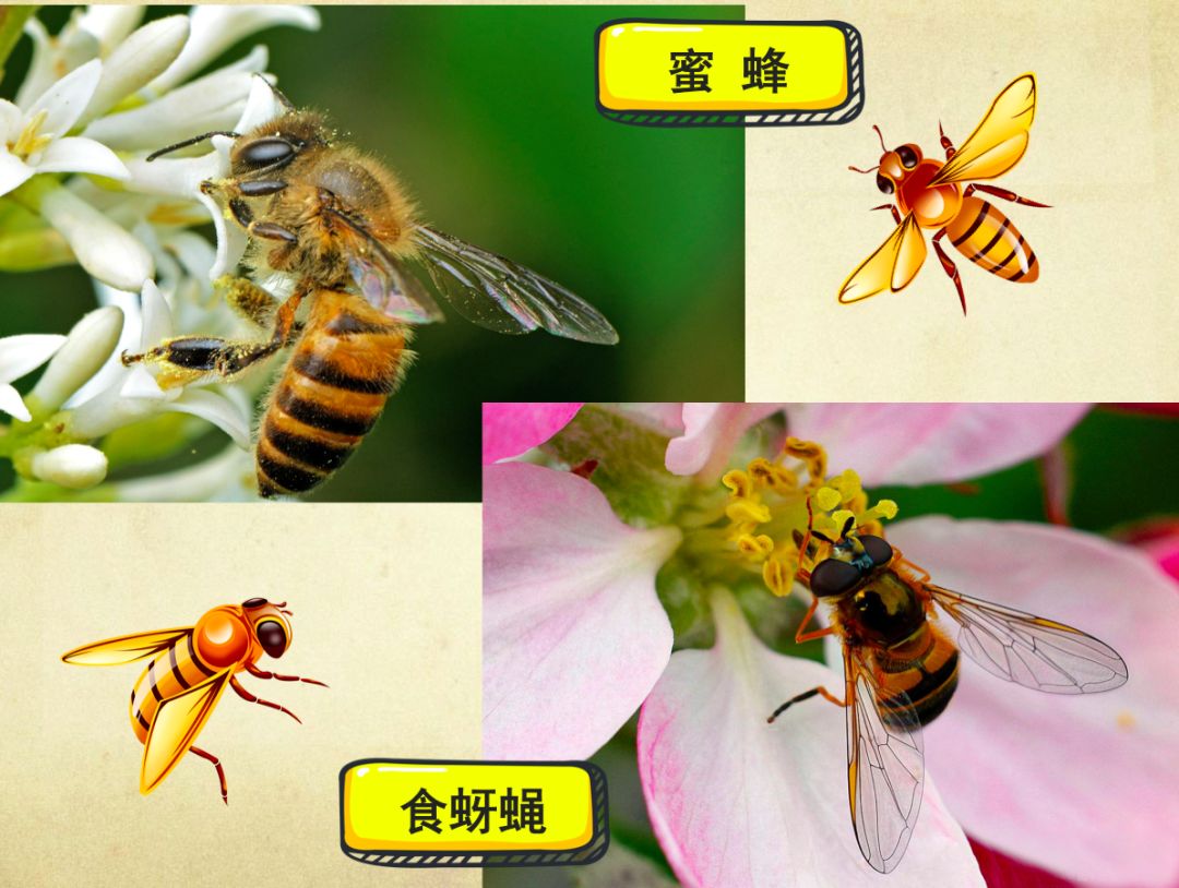 自然馆在线课堂人类的昆虫老师视频版回顾