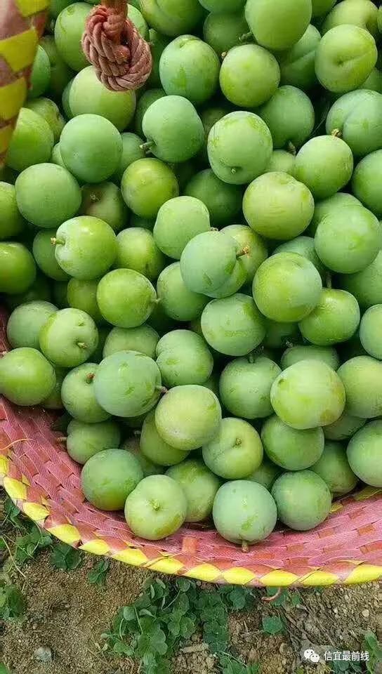 早熟三华李已上市睇到流口水近40元斤就问你吃么