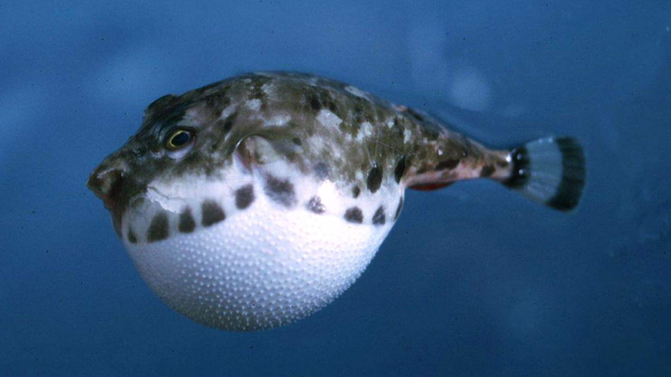 没有微信qq,鱼类是怎么聊天的?比你想象的丰富