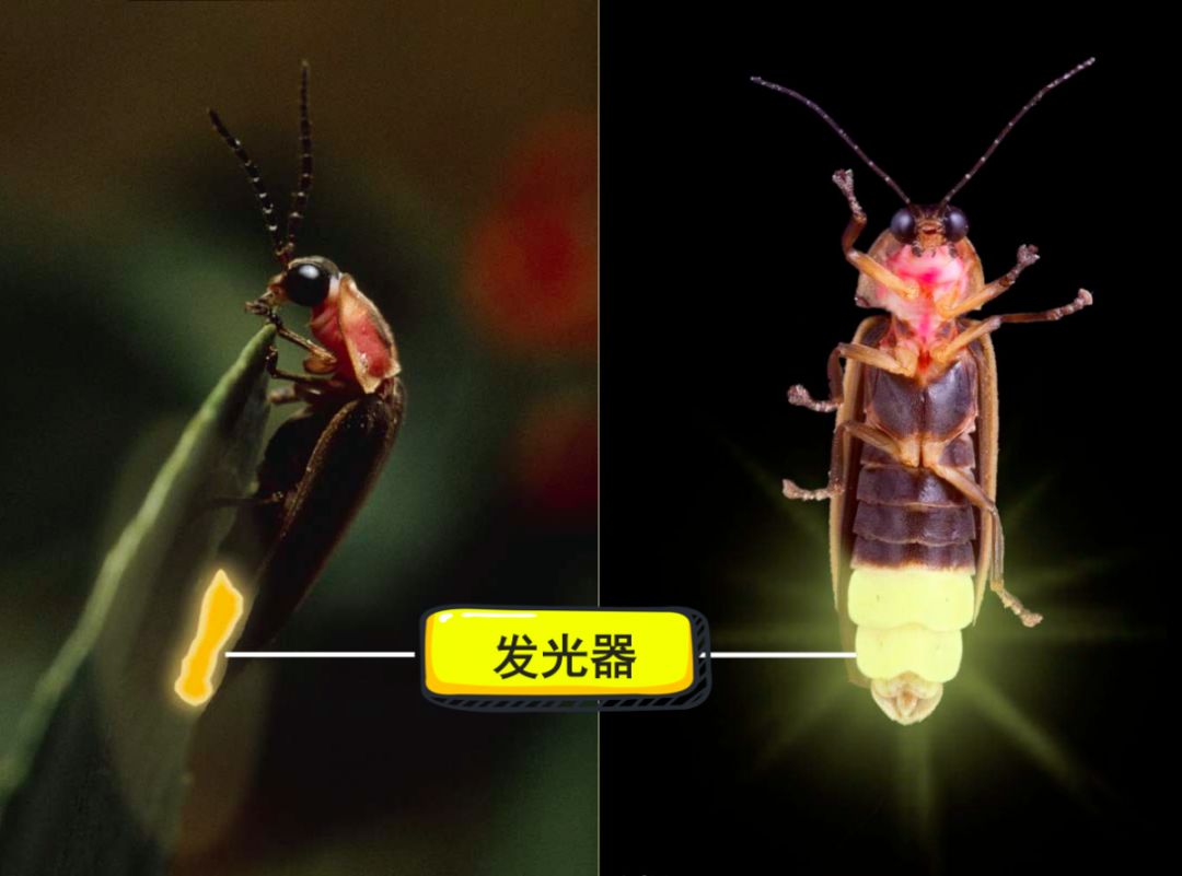 萤火虫发光器经典实验图片