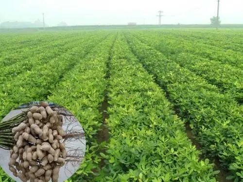 农民种花生,掌握5个关键技术要点,麦套花生产量也能近千斤