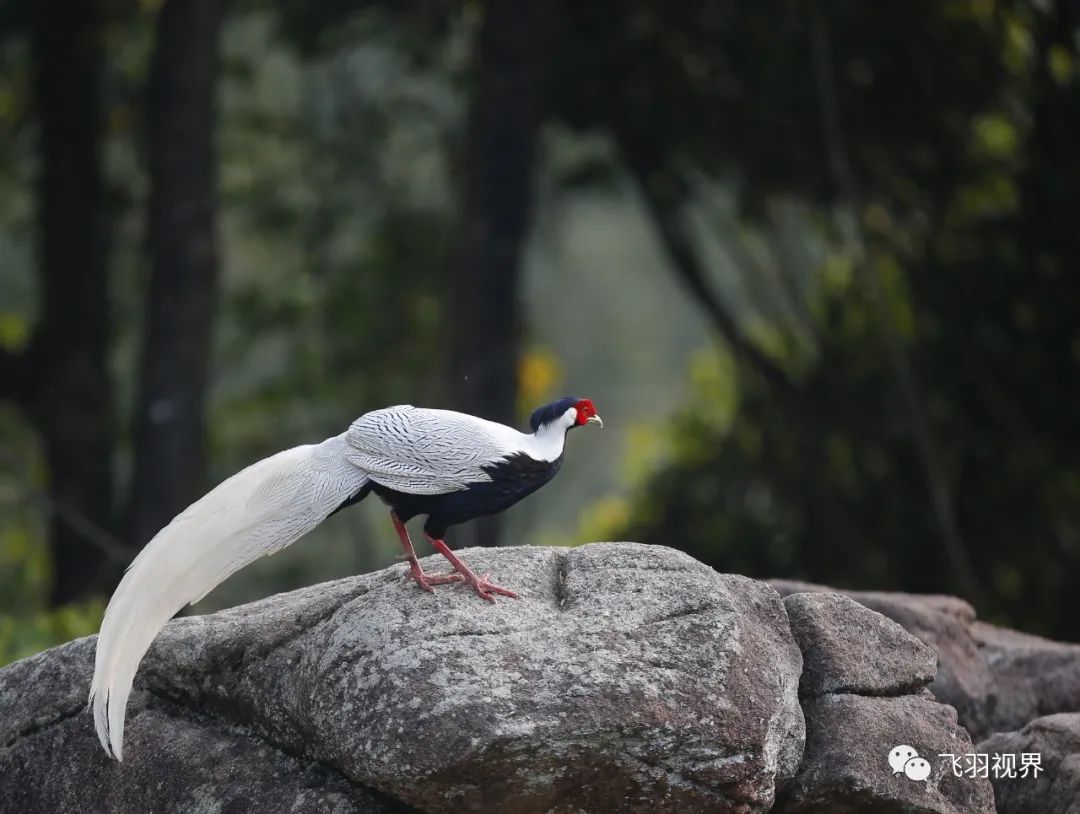 國家二級保護動物大型雉類俗稱:白鳳凰白鷳