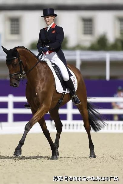 不分性别的贵族运动马术运动