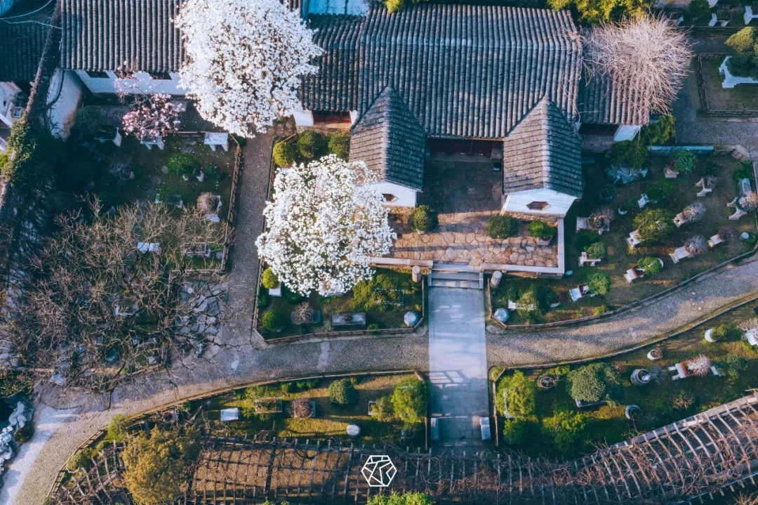 组图丨春日苏州留园,玉兰山茶争相艳.如诗如画,静谧优雅,盼与君共赏