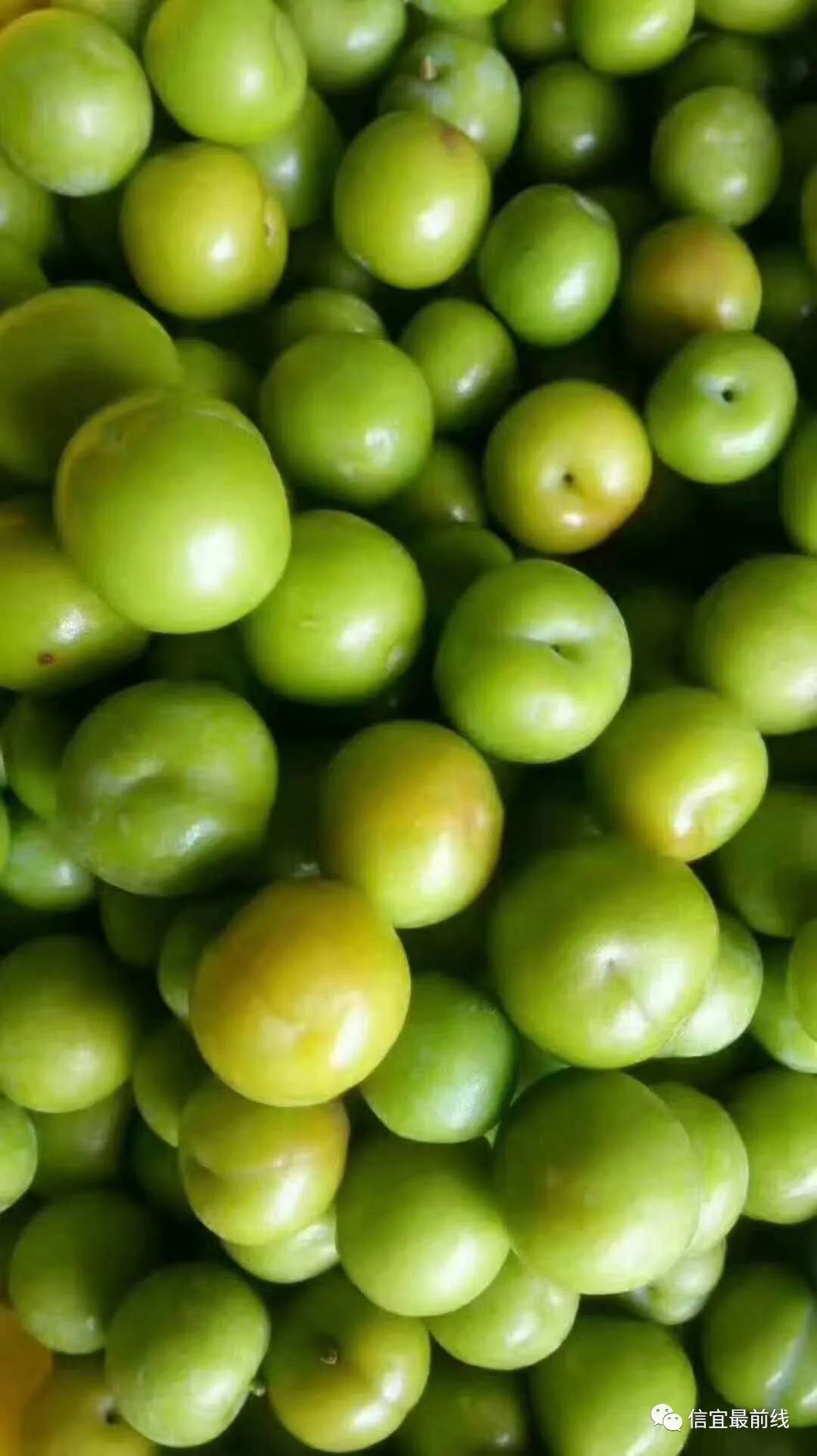 早熟三华李已上市,睇到流口水,近40元/斤?就问你吃么?