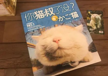 很多不舍猫叔最终还是被上帝接回了喵星小白踏上了茶虎虎和大灰灰的旅