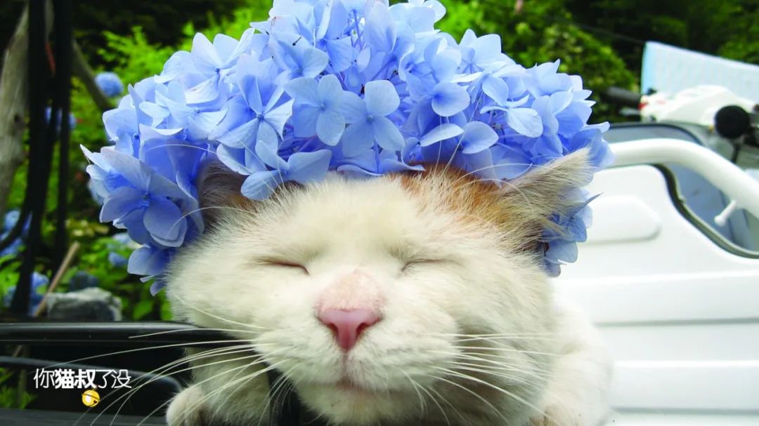 感谢《有喵青年》分享原创作品石家庄一米74爱流浪猫救助团队被猫叔