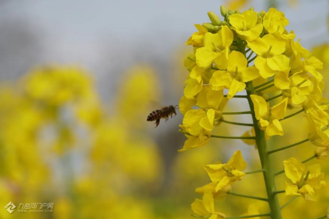 美爆了资阳春日赏花大全今年三月让我们来云踏春