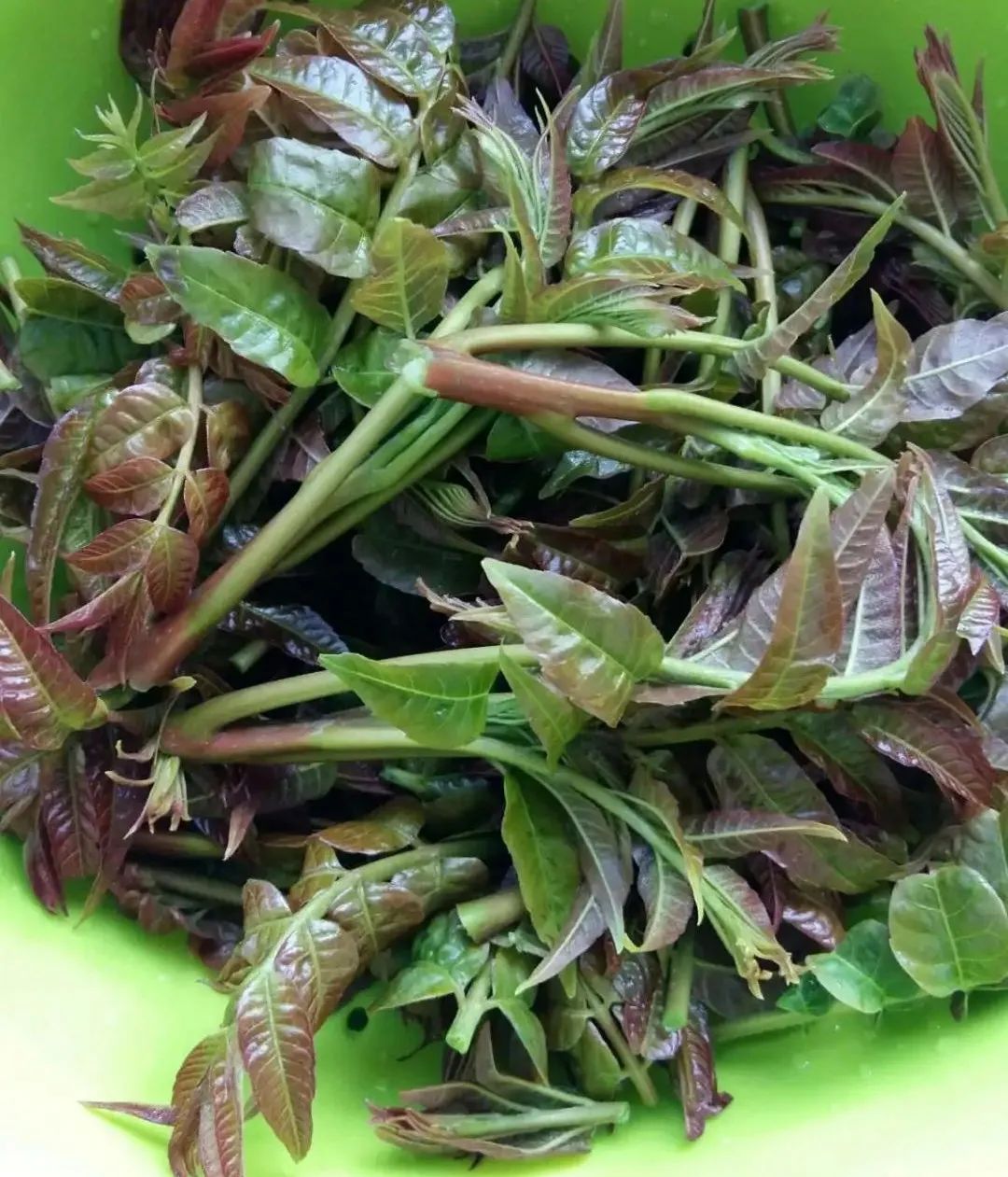 吃春去孟津野菜正当时