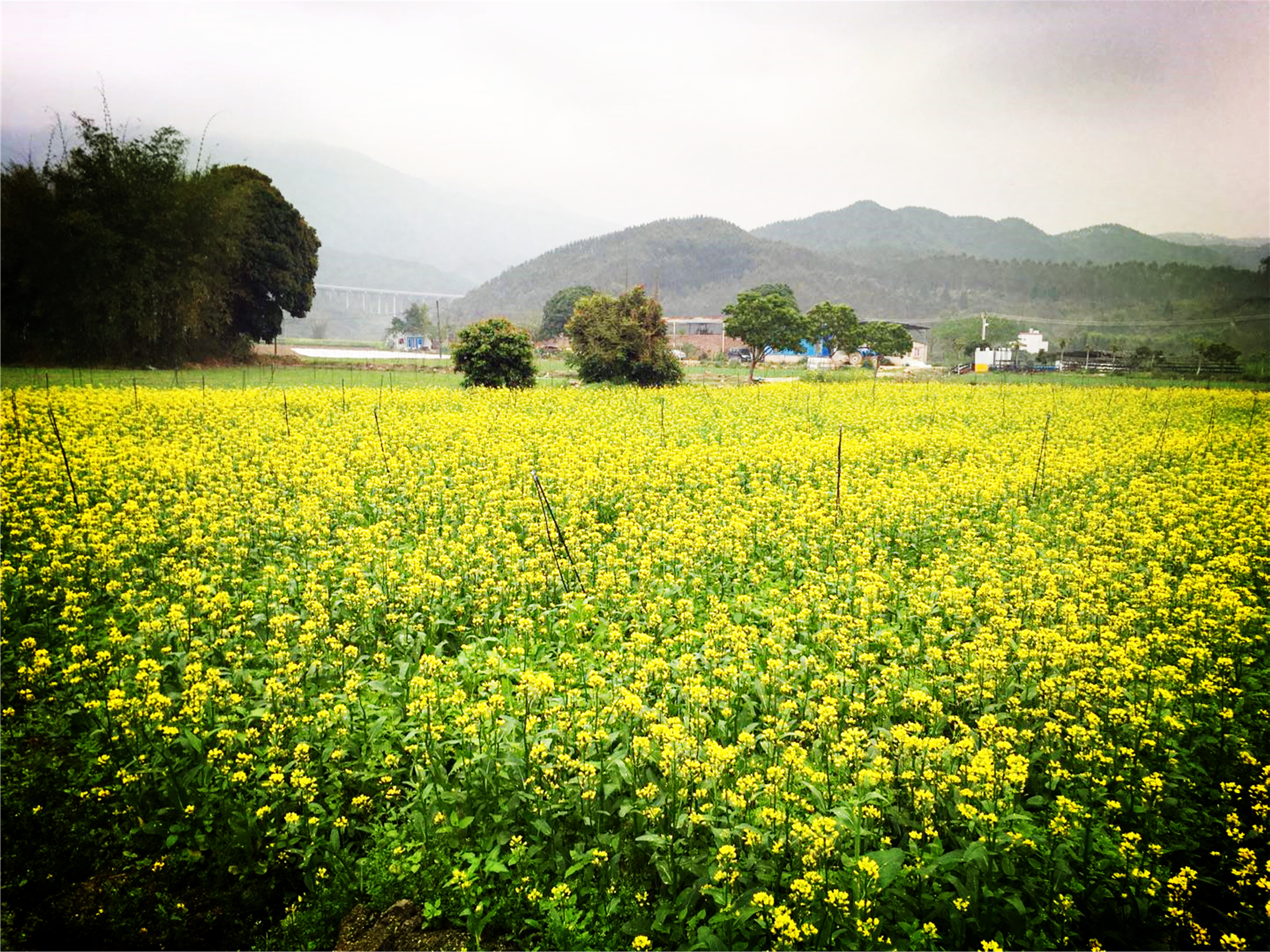 佛冈汤塘湴江村菜花怒放迎春,成为丽人们畅游首选地