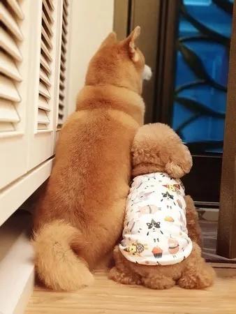 这两只汪的背影萌翻了无数网友跪求正面照