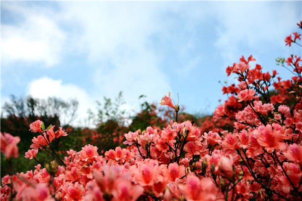 广东连山金子山杜鹃花堪比贵州百里杜鹃景区7日开始复开