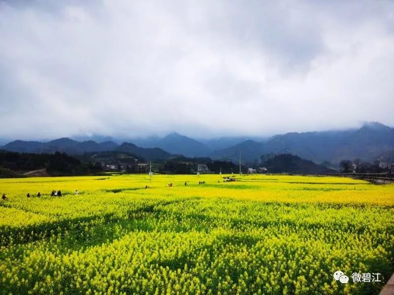 碧江瓦屋:万亩油菜花烂漫盛开_瓦屋乡