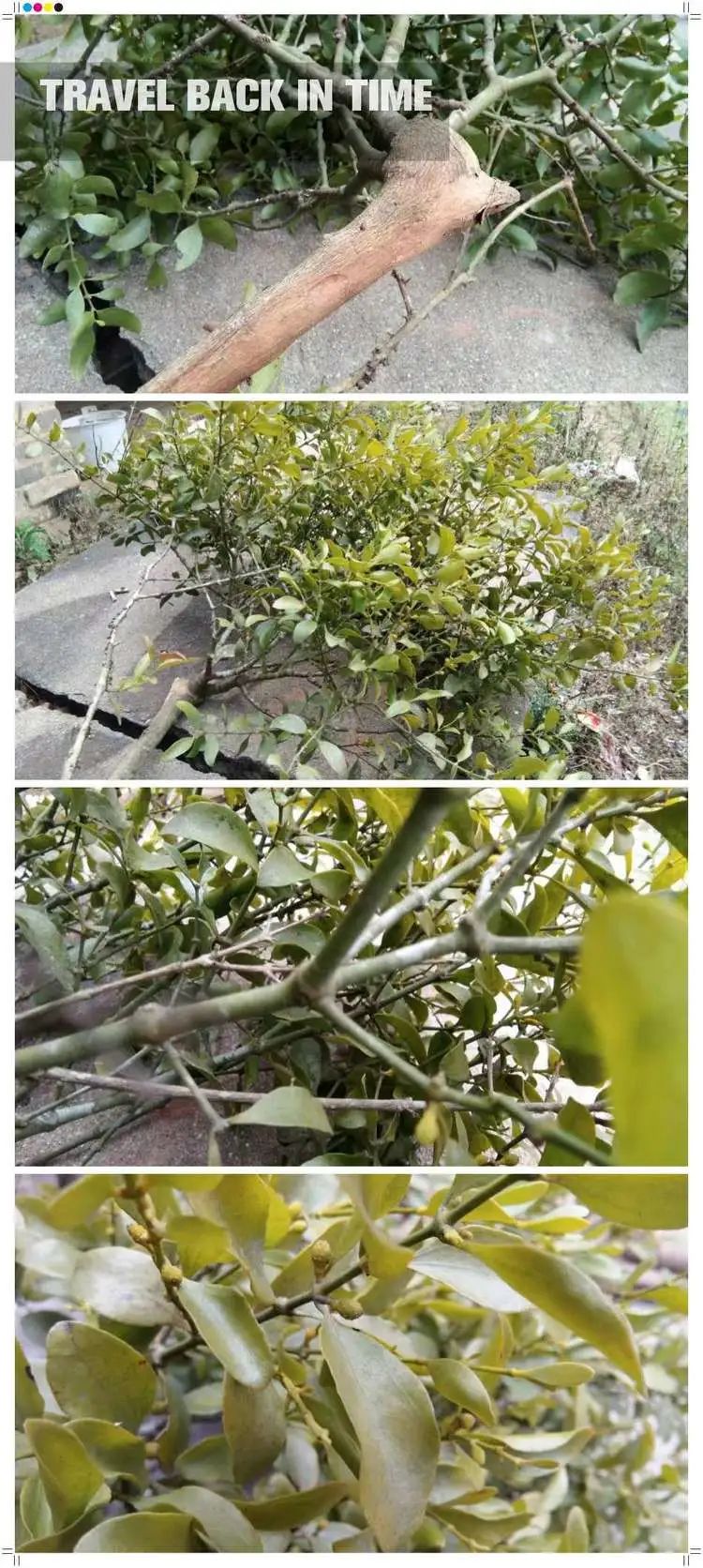 浦北这种树很常见,但它的寄生茶非常珍贵,来见识下!_黄芽木