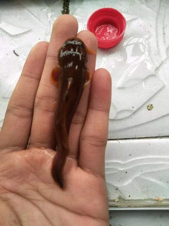 这肉疙瘩竟然是鱼无鳞像虫还有毒网友几百元一斤