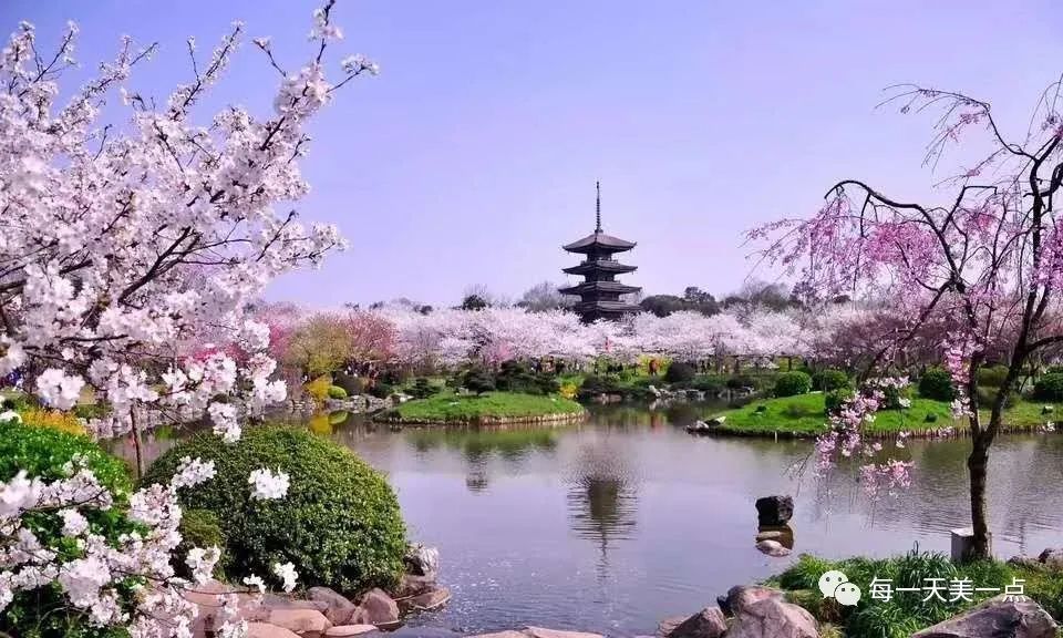 往日景彩,武汉东湖的樱花开了