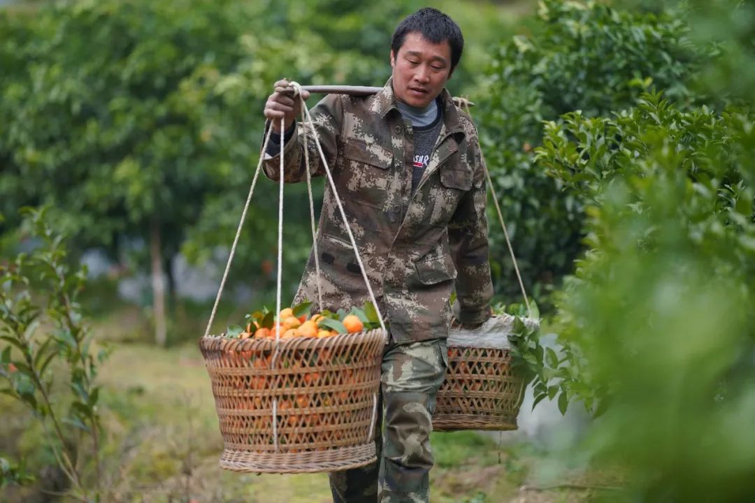 高要伸援手,广西龙胜果农抗"疫"不减收!