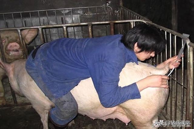 种公猪的繁殖和配种技术要点