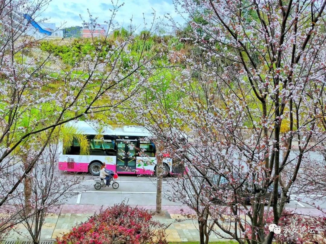 木子李花语图片