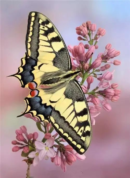 会动的照片花飞蝴蝶乱太美了值得收藏