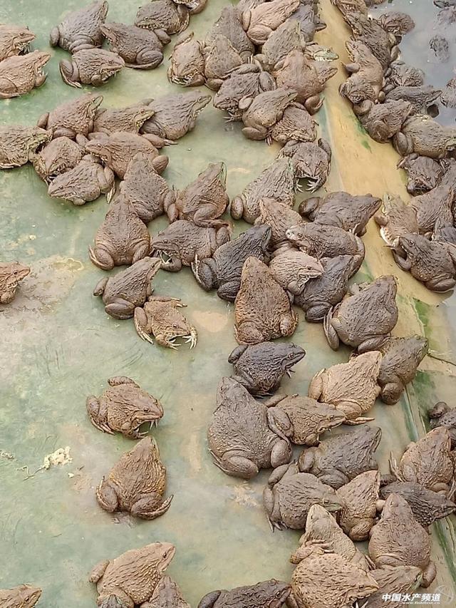 广东压塘泰蛙冲上热搜上千名蛙农紧急诉求