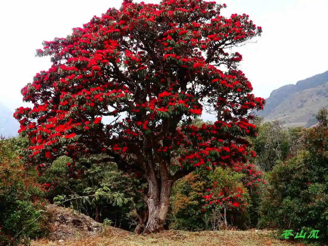 野生杜鹃花树图片