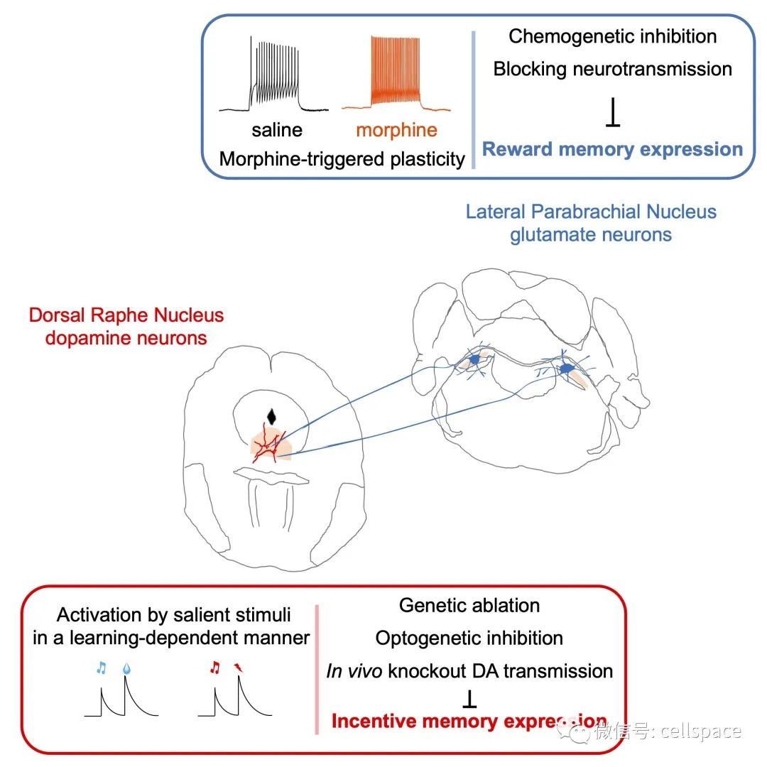 the raphe dopamine system controls the expression of incentive