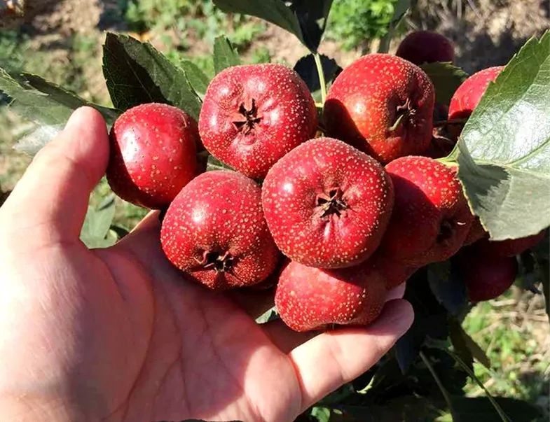 补货到 | 忠粉无数,酸甜解腻的山楂零食,安全无添加_日本