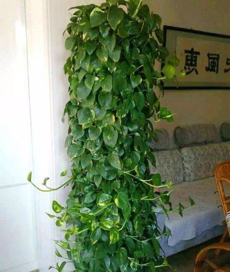 百变 | 绿萝疯长成窗帘挂饰等效果,非常赞!