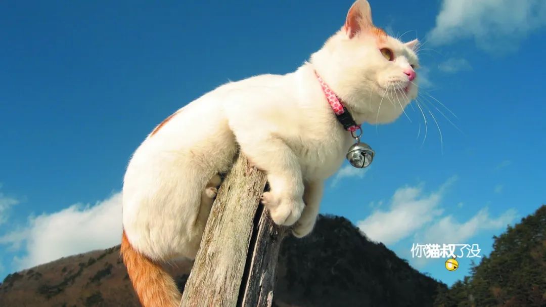 感谢《有喵青年》分享原创作品石家庄一米74爱流浪猫救助团队被猫叔