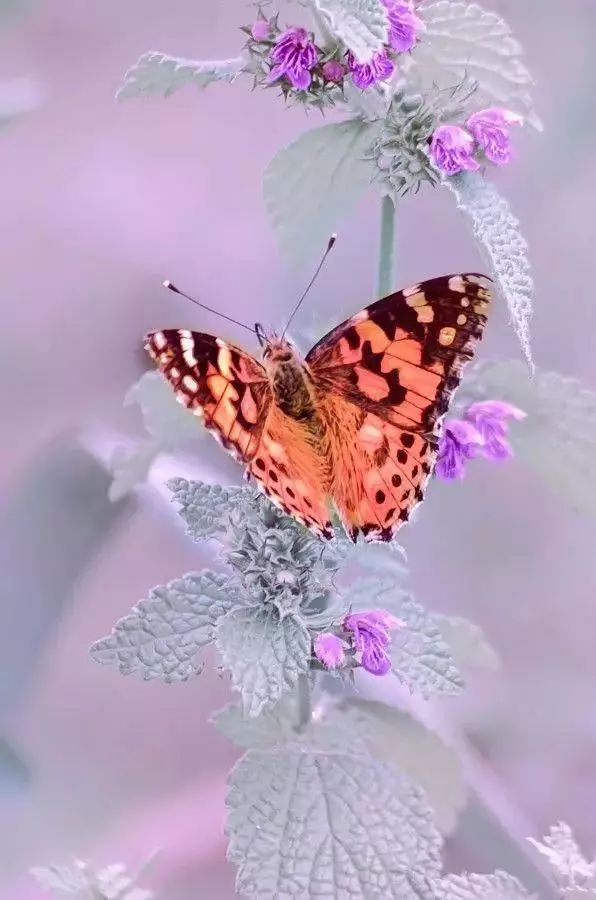 会动的照片花飞蝴蝶乱太美了值得收藏