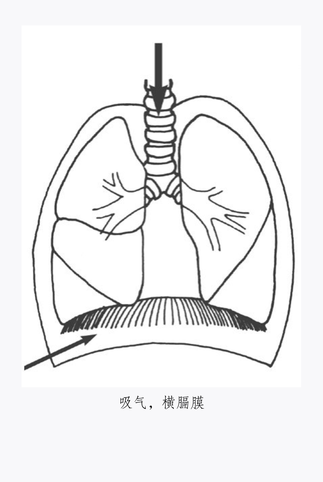 你无法直接观察到横膈膜的运动,但当你使用它进行呼吸的时候,吸气时