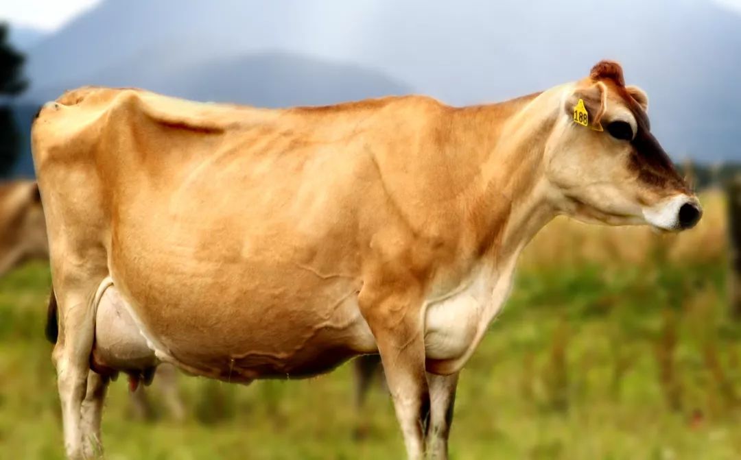 娟姗牛原产于英国娟姗岛身为牛中贵族,数量不足1%娟姗奶本身营养丰富