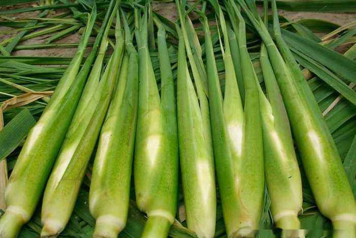 原来茭白的由来是因为菰的茎被菰黑粉菌侵入,侵入之后的菰便不能结出