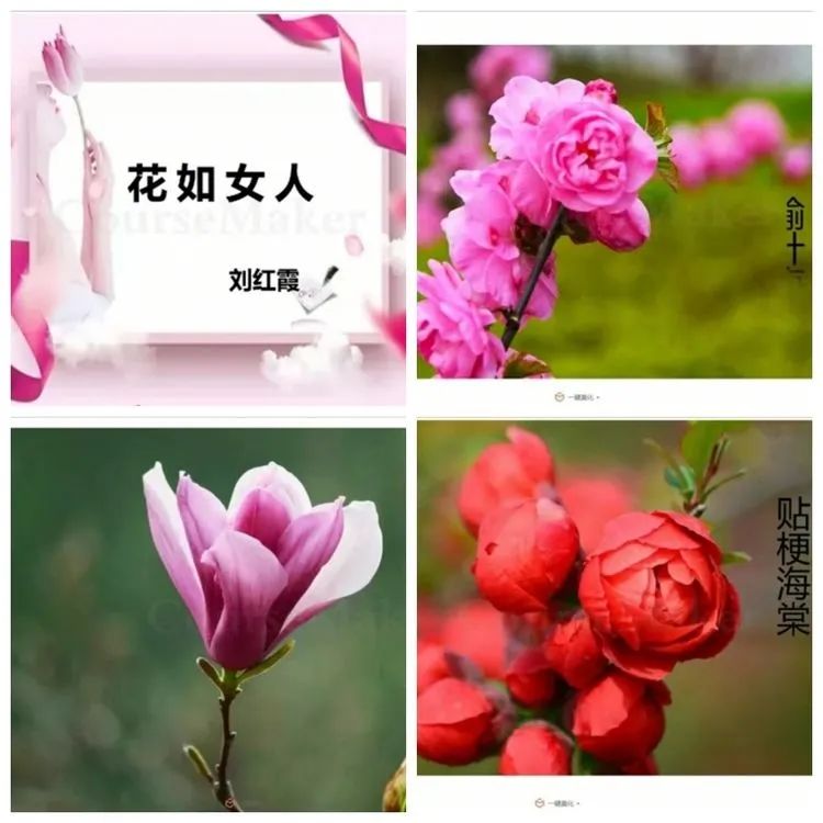 刘红霞老师擅长摄影,她把花比作女人,五颜六色,风采各异,世上因为有花
