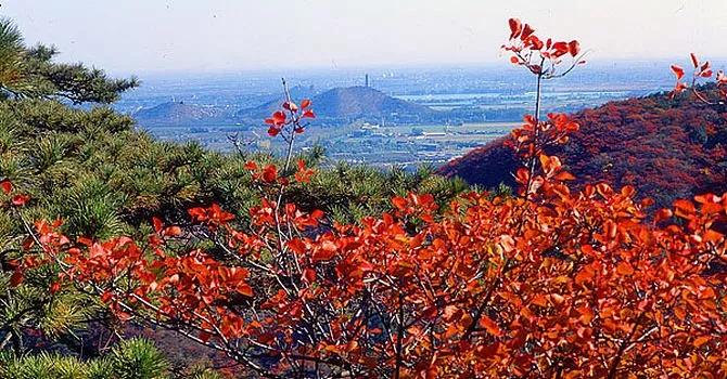 名家经典杨朔香山红叶