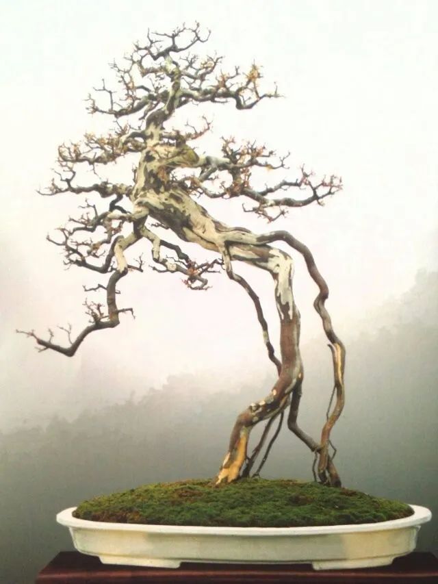 (欣赏)提根盆景集,树根还能这么美