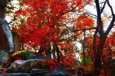 名家经典杨朔香山红叶