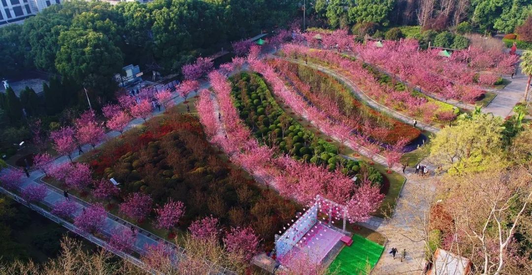 人民公园的海棠开了今年这样遇见你