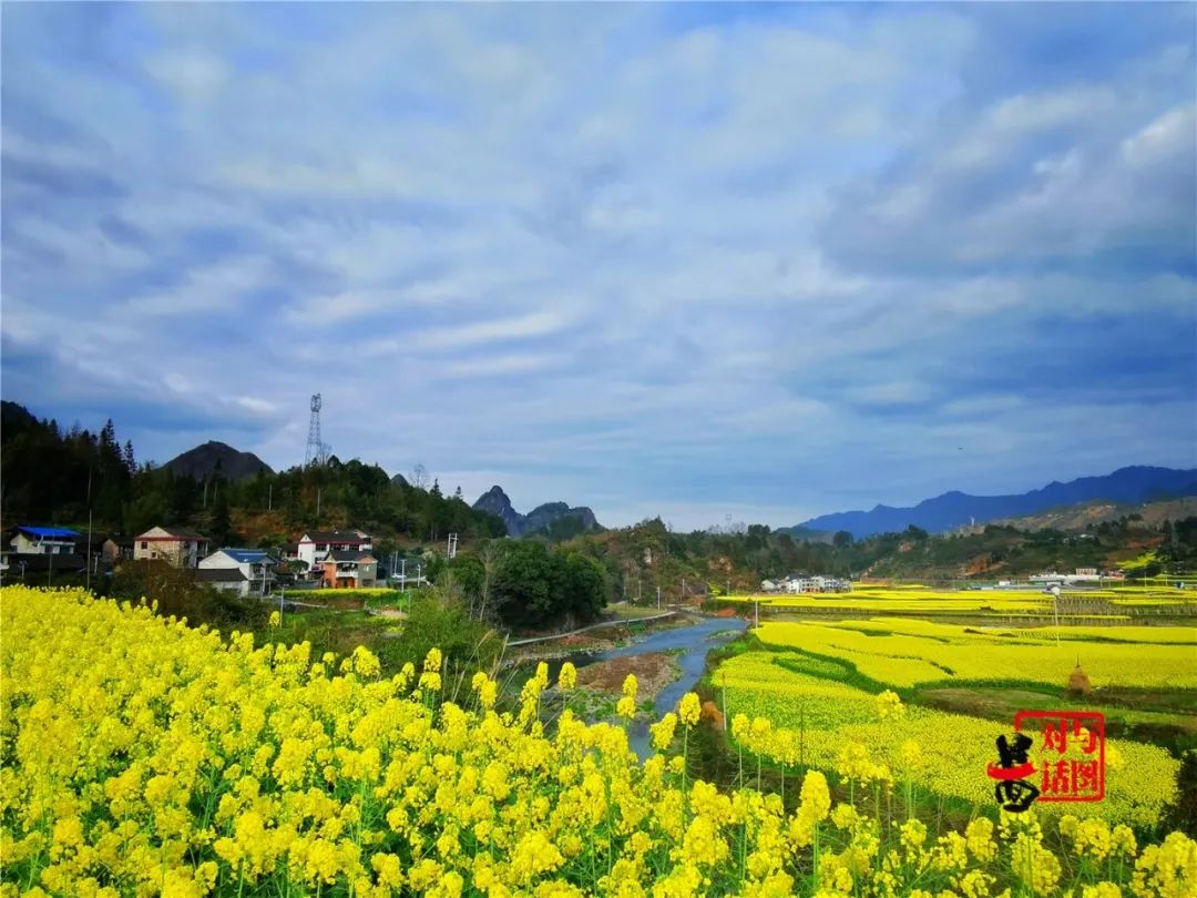 黔東南各地油菜花已開放真是驚豔了這個春天