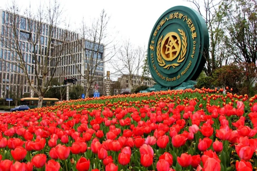 藏不住了安吉35万株郁金香竞相开放