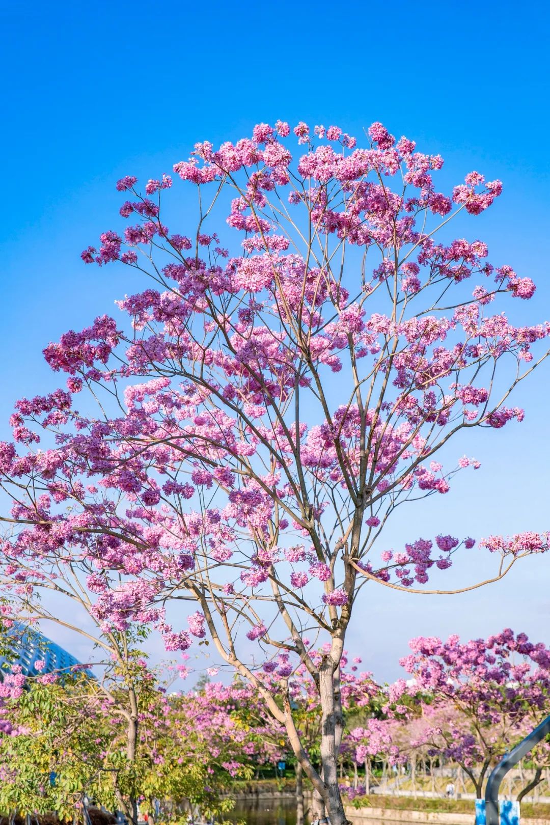 一場致敬英雄的花展正在刷屏全深圳