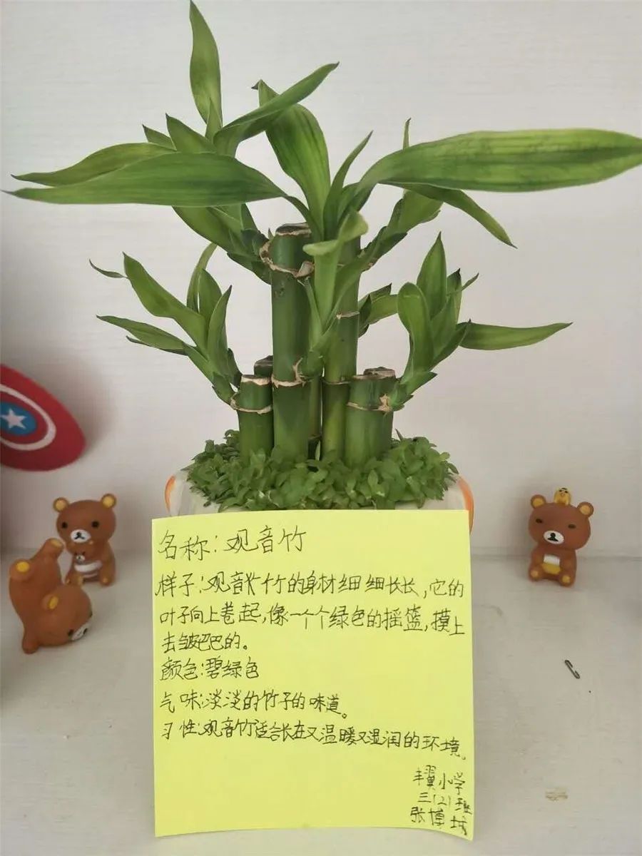 豐翼小學我的植物名片記三年級語文教學活動