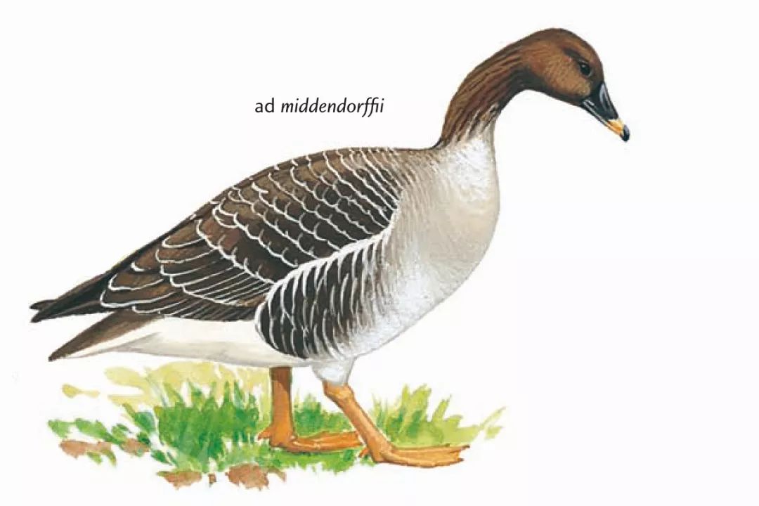 middendorffi 亚种繁殖于贝加尔湖以东的东西伯利亚泰加林地带;越冬